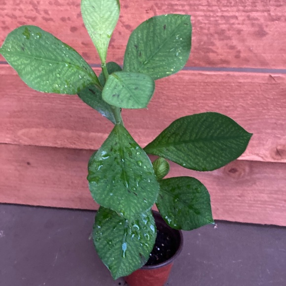 Healthy Synadenium Granting Lechero Africano Planta De La Vida 15 in tall - Picture 2 of 5